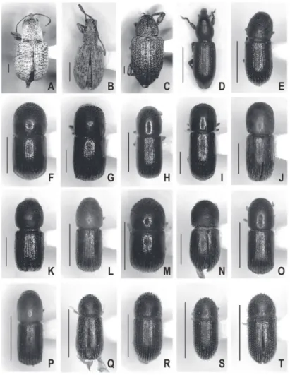 図 5.  皇居から新たに記録された甲虫 3. A. Cyllorhynchites ursulus (Roelofs)  ハイイロチョッキ リ; B. Lepidepistomodes griseoides (Zumpt) コカシワクチブトゾウムシ; C