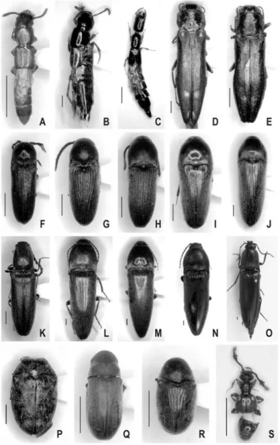 図 3.  皇居から新たに記録された甲虫 1. A. Clavilispinus exiguus (Erichson)  ミナミウスイロツツハネカク シ?；B. Quedius simulans Sharp  ナミツヤムネハネカクシ; C