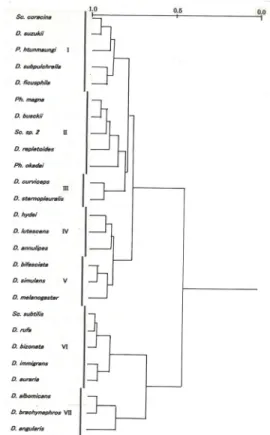 Fig. 6: Dendrogram showing niche overlap between  common drosophilid species in the mid-summer  assemblage  を保っていた．Ⅲに入るショウジョウバエたちも樹冠部を中心に生息しているが，樹冠部から灌木層まで生息空間が広がっていて，ⅠやⅡに入るショウジョウバエたちよりもう少し広い生息環境選好性を示した．  こうしたⅠ～Ⅲに区分された樹冠生息種のショウジョウバエたちに比べると，Ⅳ～V に入る種は，生息環境選好