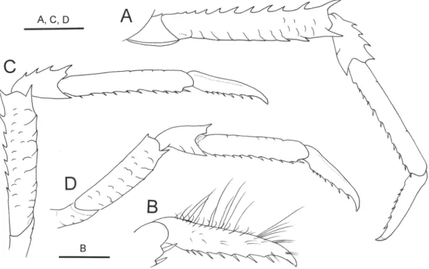 Fig. 9.  Munida munin sp. nov., holotype, male (cl 8.0 mm), CBM-ZC 10106. Right ambulatory legs, lateral view, setae  omitted except for B