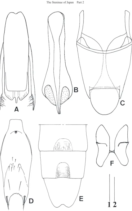 Fig. 16.  Stenus inaequatus Puthz (Shirane, Gunma). A, aedeagus; B, copulatory tube; C, 9th and 10th terga of  male; D, 9th ventrite of male; E, 6th to 8th ventrites of male; F, expulsion hooks