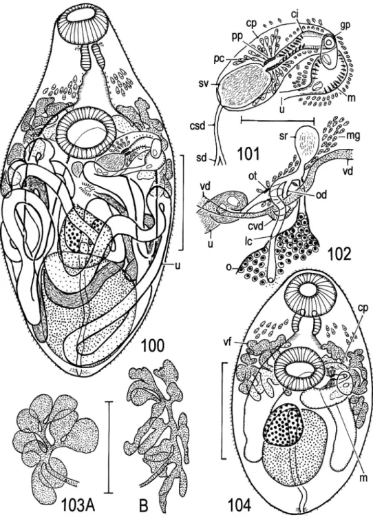 Fig. 104. Asymphyodora sp., immature specimen (NSMT-Pl 3978) found in intestine of Tridentiger brevispinis, entire body, ventral view