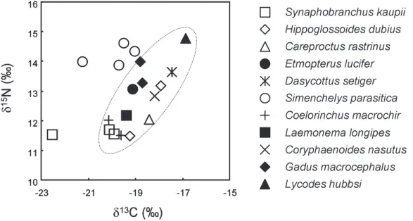 Fig. 2. The food-web of deep-sea fi shes on the δ 13 C-δ 15 N map.