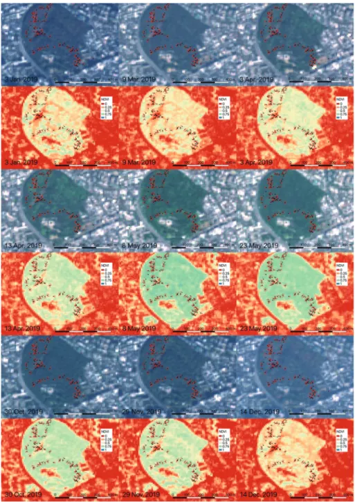 Fig. 2.  Summary  of  RGB  composite  image  and  NDVI  for  each  SENTINEL-2A/B  satellites  observed  date. Negative  NDVI values were shown by red. The black dot and red arrow show the location and direction of photographs  taken on 16 May 2019, respect