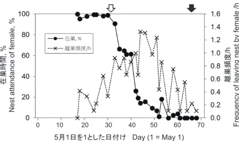 Fig. 2.  Seasonal  changes  in  nest  visits  and  feeding  by  female  parent.  Black  bars  indicate  nest  visits  with  food  for  chicks. Open and solid arrows show the timing of egg hatching and ﬂ edging, respectively.