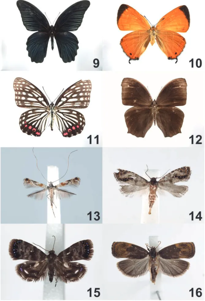 図 9 − 12．自然教育園の蝶類．9  ジャコウアゲハ，10  アカシジミ，11  アカボシゴマダラ，12  クロコノマチョウ．／図 13 − 16．自然教育園の蛾類．13 ヒメカシノキホソガ，14 ミナミホソハマキモドキ，15 タイワンオドリハマキモドキ，