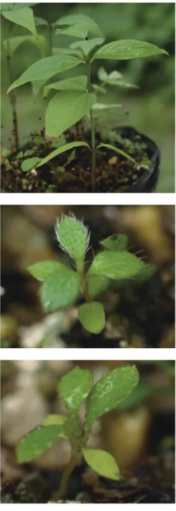 図 7 写真 オオシマツツジ 2014/8/29 撮影 樹 高 6.5mm， 子 葉 長 2.5 ㎜， 幅 1 ㎜， 第 1 葉 身 長 2.5 ㎜，幅 1.5㎜，葉柄長殆ど無い，第 2 葉身長 3㎜，幅 1 ㎜，葉柄長 0.5mm，第 3 葉身長 4㎜，幅 2㎜，葉柄長 0.5mm，第 4 葉身長 3㎜，幅 2㎜，葉柄長 0.5mm，第 5 葉身長 1㎜，幅 0.8㎜，葉柄長殆ど無い．第 1 葉から第 5 葉まで 0.5 〜 0.8mm の白毛． 図 8 写真 サタツツジ 2014/8/29 撮影 樹高 