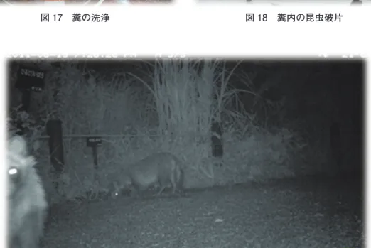 図 19 クサガメの産卵地を掘り起こすタヌキ（2011.6.19 撮影）