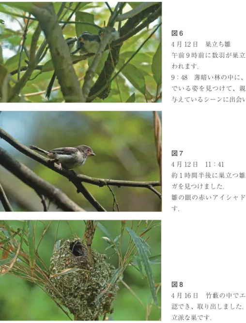 図 6 4 月 12 日 巣立ち雛 午前 9 時前に数羽が巣立ちをしたと思 われます． 9：48 薄暗い林の中に、雛 3 羽が並ん でいる姿を見つけて、親鳥が雛へ餌を 与えているシーンに出会いました． 図 7 4 月 12 日 11：41 約 1 時間半後に巣立つ雛を連れたエナ ガを見つけました． 雛の眼の赤いアイシャドウが可愛いで す． 図 8 4 月 16 日 竹藪の中でエナガの巣が確 認でき、取り出しました． 立派な巣です．本多 ： 自然教育園におけるエナガの繁殖について ─ 121 ─