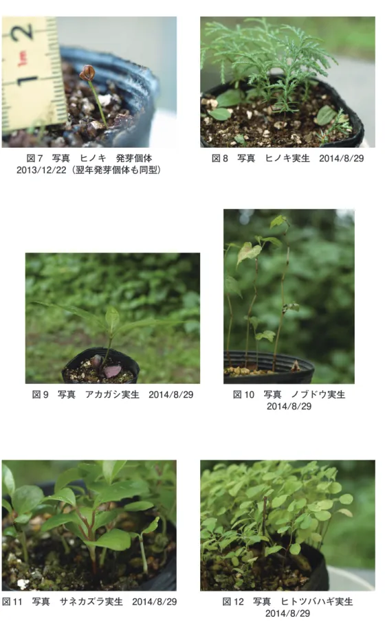 図 9 写真 アカガシ実生 2014/8/29 図 10 写真 ノブドウ実生 2014/8/29図 7 写真 ヒノキ 発芽個体2013/12/22（翌年発芽個体も同型） 図 8 写真 ヒノキ実生 2014/8/29 図 11 写真 サネカズラ実生 2014/8/29 図 12 写真 ヒトツバハギ実生 2014/8/29