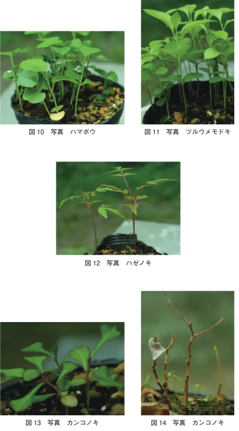 図 10 写真 ハマボウ 図 11 写真 ツルウメモドキ