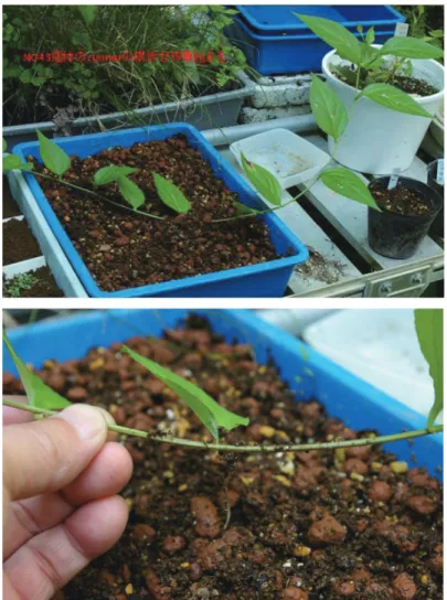 図 4 NO43 個体の根伏せ作業と発根の確認．