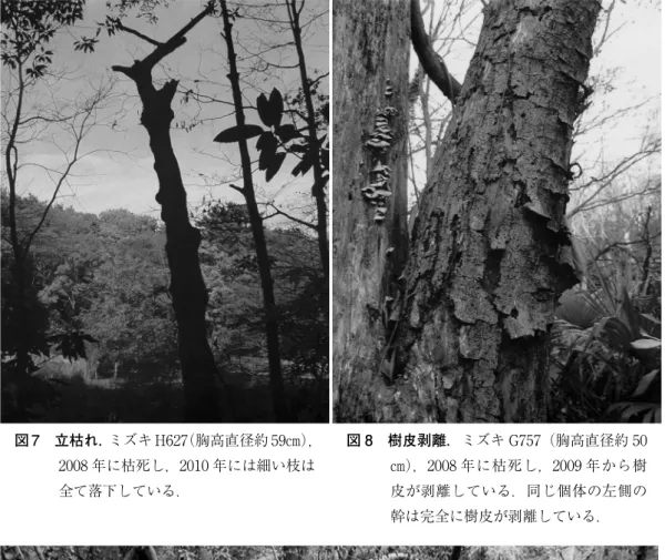 図 7 立枯れ． ミズキ H627（胸高直径約 59㎝）， 2008 年に枯死し，2010 年には細い枝は 全て落下している． 図 8 樹皮剥離．ミズキ G757（胸高直径約 50㎝），2008 年に枯死し，2009 年から樹皮が剥離している．同じ個体の左側の 幹は完全に樹皮が剥離している． 図 9 根元倒伏．ミズキ C309（胸高直径約 73㎝），2009 年には生存していたが，2010 年根元か ら倒伏し，根元は完全に腐食していた．