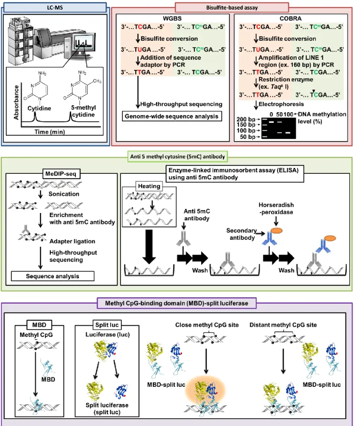 Figure 1-4  各種ゲノム DNA メチル化測定法 