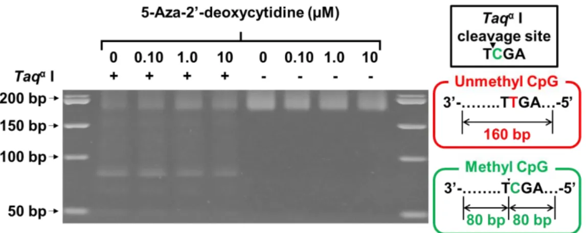 Figure 2-14 COBRA による HeLa ゲノム DNA のメチル化レベル評価 