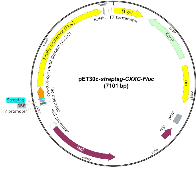 Figure 4-1 pET30c-streptag-CXXC-FLuc のベクターマップ 
