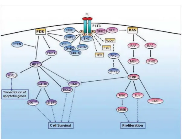 Figure 3  Signaling pathways activated by FLT3 88) . 