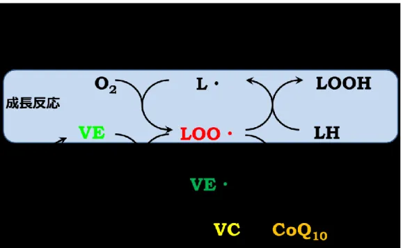 Fig. 1-6  還元型 CoQ10 のラジカル捕捉機構 