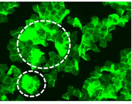 Fig. 1-1 A reprisentative image of fluorescence labelled carbonylated proteins in the stratum corneum