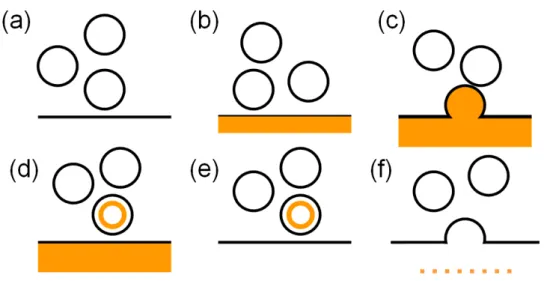 Figure  2-1.  Typical  FM  dye  experiment.  (a)  Synaptic  vesicles  near  the  plasma  membrane