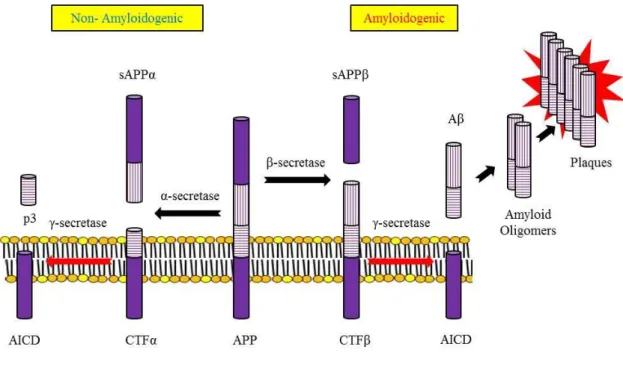 Figure 1-1. APP Processing: α-secretase and γ-secretase produce non-plaque  forming p3, while β-secretase and γ-secretase produce amyloid plaque-forming Aβ 
