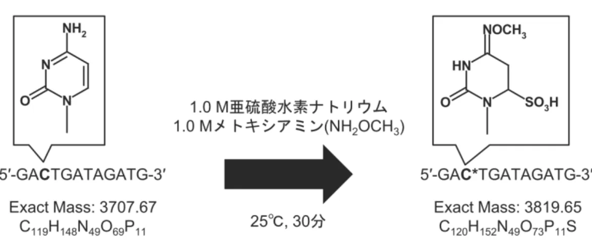 Fig. 2-3 M を 1 ヵ所含む DNA 鎖の反応前と反応後の構造