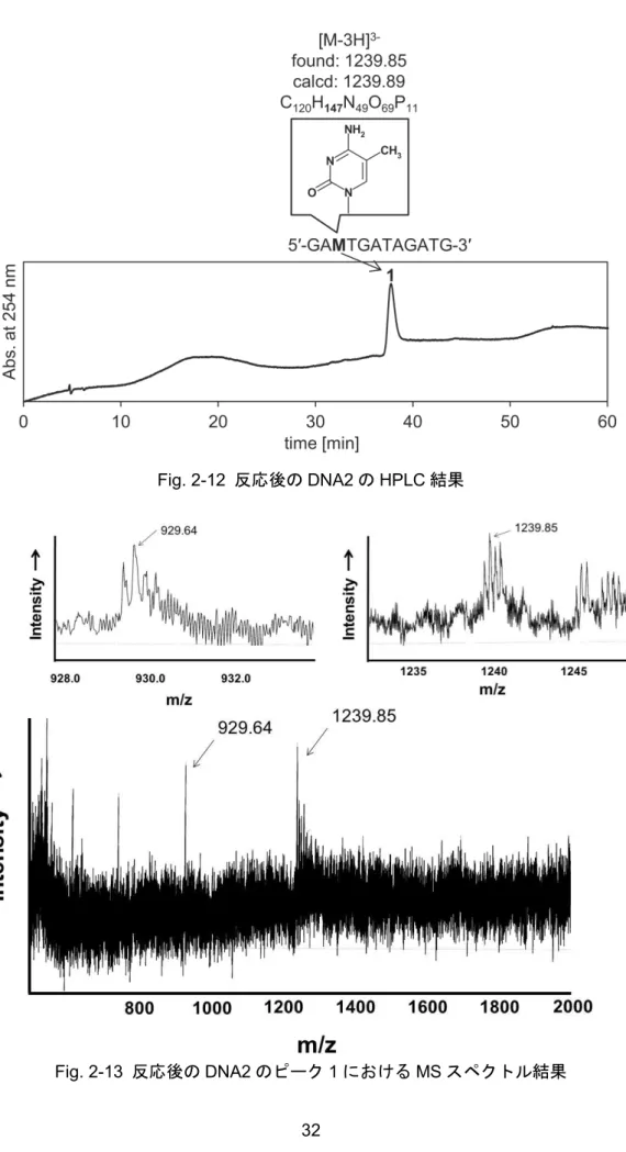 Fig. 2-12  反応後の DNA2 の HPLC 結果