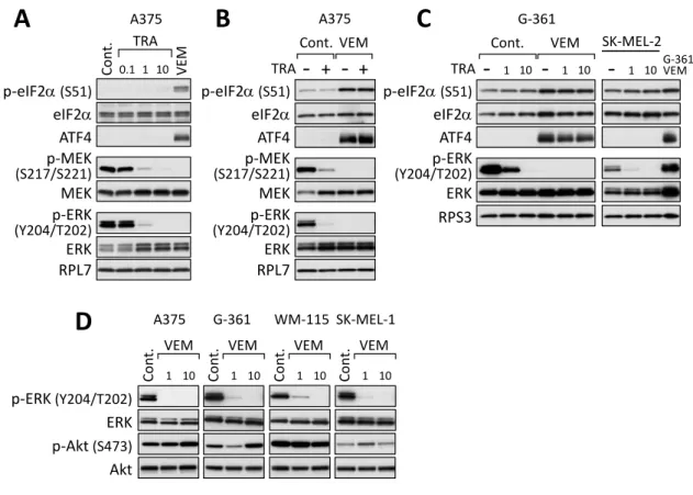 Figure 2. BRAF 下流 MEK-ERK シグナルと Akt シグナルは、 vemurafenib による ISR 活性化に関与しない