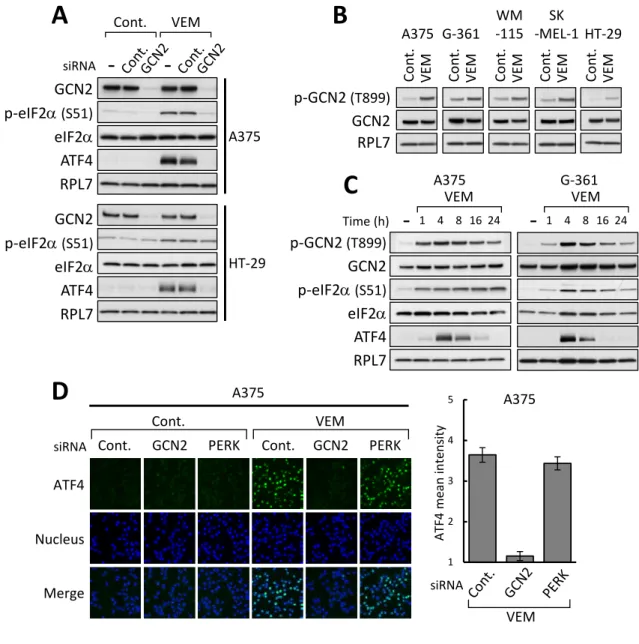 Figure 3. Vemurafenib は GCN2 を介して ISR 活性化を引き起こす