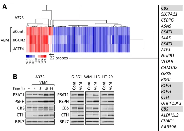 Figure 5. Vemurafenib による ISR に制御される遺伝子の解析