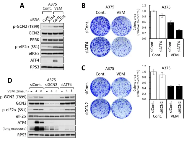 Figure 6. ATF4 ノックダウンは vemurafenib による細胞増殖阻害を増強する