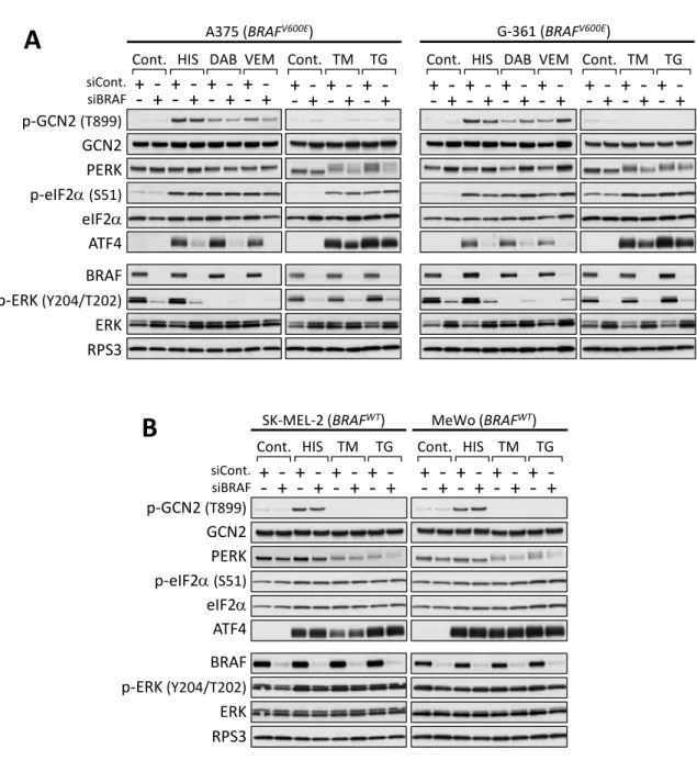 Figure 11. BRAF V600E 変異型細胞における BRAF ノックダウンはストレスに誘導される ATF4 発現を抑制する