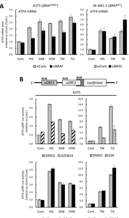 Figure 12. BRAF ノックダウンが ATF4 mRNA 及び uORF に与える影響の検討