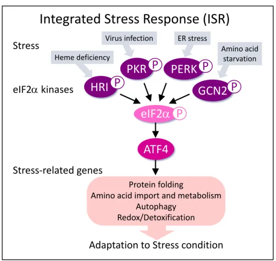 図 1. Integrated Stress Response は多様なストレスに応答し、ストレス環境下における 細胞生存に寄与する。 ATF4eIF2 α P GCN2 PPERKPPKRPHRIPeIF2αkinasesStressStress-related genes