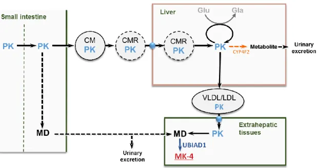 Figure 4 Cytochrome P450-dependent metabolic pathway of vitamin E and K. 