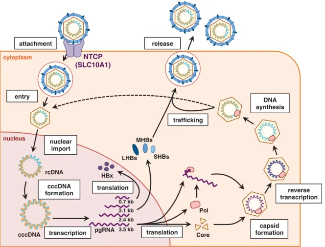 Figure 1. HBV Ǣ ƾ ǡ