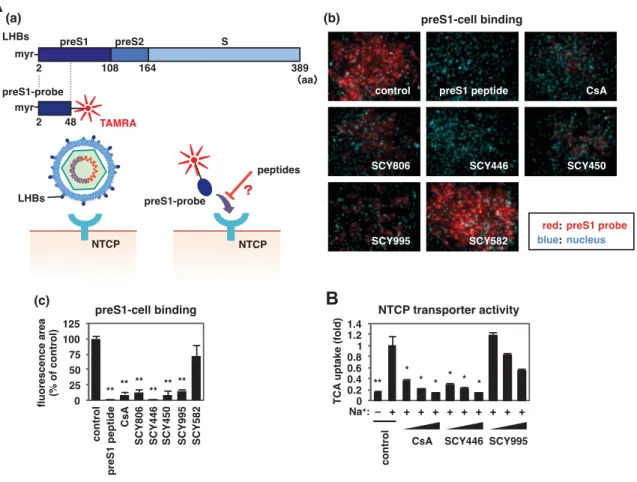 Figure 3. CsA ɛ ĭ § ( HBV õ Ǻ ʛ Ħ ƾ Ř $ NTCP ` |  U r  Z  ƾ Ř , ( ņ ʪ
