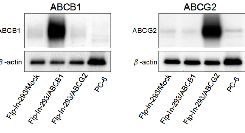 図 10 ABCB1 及び ABCG2 のウエスタンブロット法による解析
