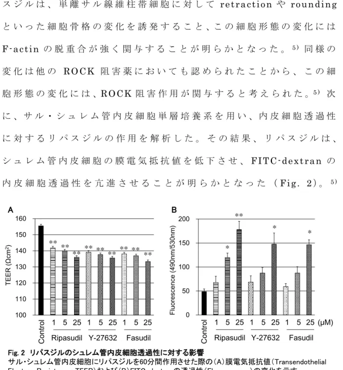 Fig. 2 リパスジルのシュレム管内皮細胞透過性に対する影響