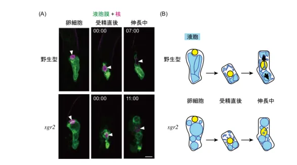 図 3  受精卵での  の動態  (A)  野生型（上）と sgr2 変異体（下）における液胞マーカーラインの卵細胞のスナ ップショットと受精卵のタイムラプス像。二光子励起顕微鏡で撮影した。左上の数 字は撮影開始からの経過時間（時間：分），白矢尻は核をそれぞれ示す。スケールバ ー＝10 μm。(B)  野生型（上）と sgr2 変異体（下）の液胞の動態のモデル図。野生 型では液胞が柔軟に変形しながら基部側に偏ることで核が頂端側へ移動できる。一 方で， sgr2 変異体では巨大な液胞が頂端側に残留するために，