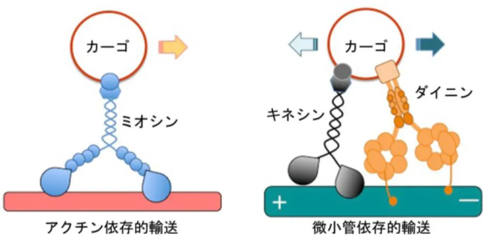 図 1.  細胞骨格とモーター分子による細胞内輸送のモデル