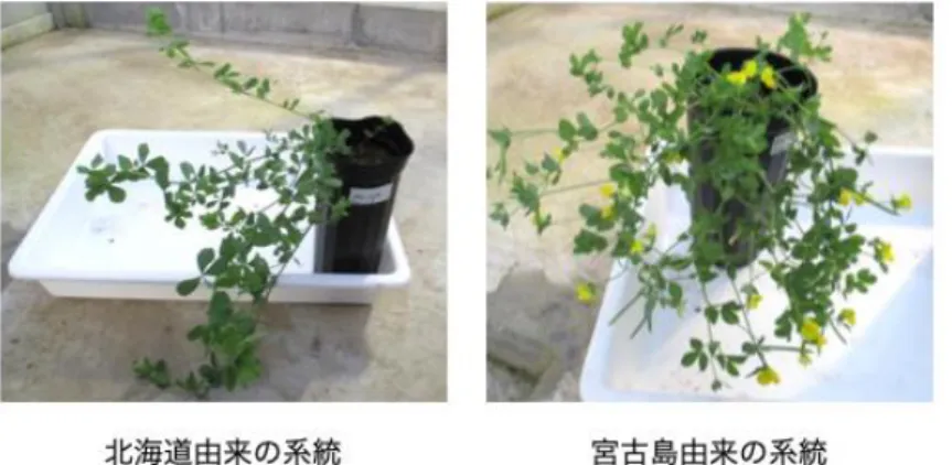 図 1.  温室内の同一条件下で栽培さ れた 2 系統のミヤコグサを示す。そ れぞれ北海道由来の系統と宮古島 由来の系統で ,  播種から 1 ヶ月半 の様子を示す。