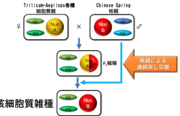 図 1. 連続戻し交配による核細胞質雑種の作出法． 