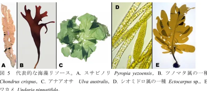 図 5 代表的な海藻リソース。A.  スサビノリ  Pyropia  yezoensis，B.  ツノマタ属の一種  Chondrus crispus，C.  アナアオサ  Ulva australis，D