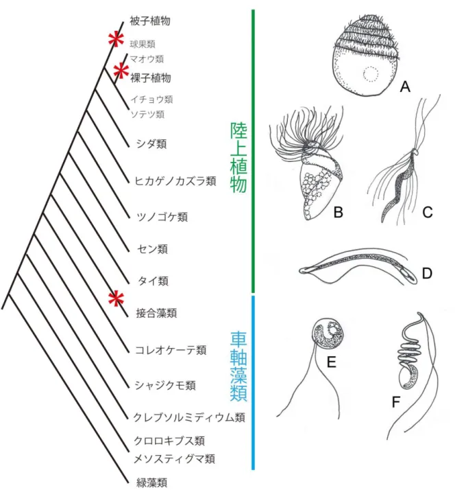 図 1. ストレプト植物の系統関係（左図）と精子の形態（A〜F）。系統樹中の星印は鞭毛・繊毛をもたない系統群を示す。接合藻類に 加え，裸子植物と被子植物の系統基部で鞭毛・繊毛の消失が独立におきたと考えられる。A: ザミア（裸子植物）の精子。B: スギナ （シダ類）の精子。C: ミズニラ（ヒカゲノカズラ類）の精子。 D:スギゴケ（セン類）の精子。E: コレオケーテの遊走子。F: シャジ クモの精子。Hodges et al