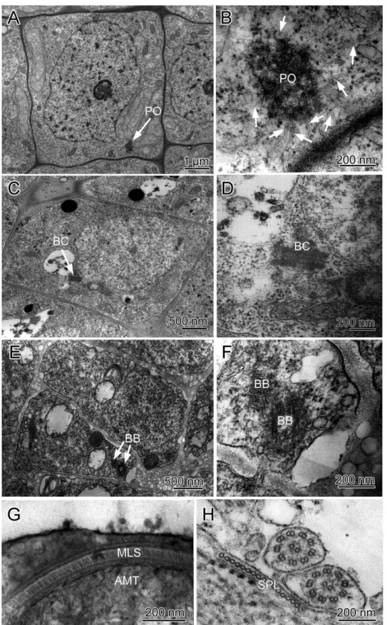 図 4.透過電子顕微鏡で観察したコケ植物の精子形成時にみられる微小管系。A: 精原細胞（ケゼニゴケ）。核近傍に極形成体（PO; 矢印）が存在 する。B: 極形成体の拡大像．電子密度の高い球状の領域から微小管（矢印）が伸びている。 C: 精母細胞（ゼニゴケ）。直列二中心小体（BC; 矢 印）が出現する。D: 直列二中心小体（BC）の拡大像 （ゼニゴケ）。E: 精細胞の基底小体（BB）。F: 基底小体（BB）の拡大像（ゼニゴケ）。直 列二中心小体は２つに分離し，基底小体となる。G: 多層構造体（MLS）（ゼニゴ