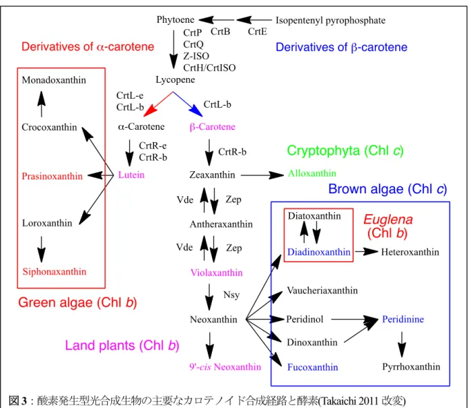 図 3：酸素発生型光合成生物の主要なカロテノイド合成経路と酵素(Takaichi 2011 改変 ) 