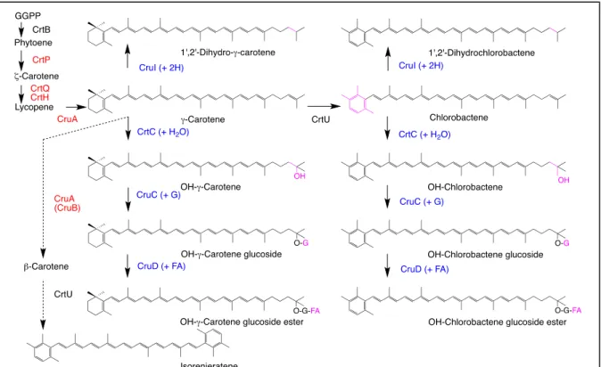 図 4 ．緑色硫黄細菌 Chlorobacula tepidum のカロテノイド合成経路 (Takaichi et al. 1997, Maresca 