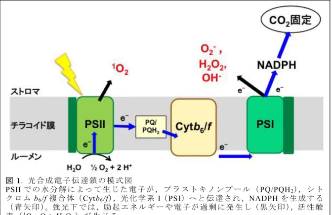 図 1.  光 合 成 電 子 伝 達 鎖 の 模 式 図