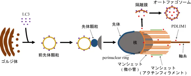 図 2.  マウスの精子変態過程におけるオートファジーの機能 